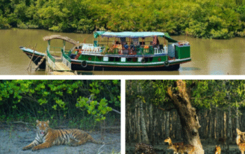 Sundarban package