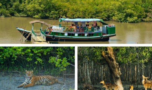 Explore the Majesty of Nature with the Perfect Sundarban Package