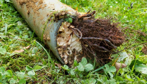 When Your Drains Fight Back: Real Talk on Roots, Grease, and Getting Things Flowing Again